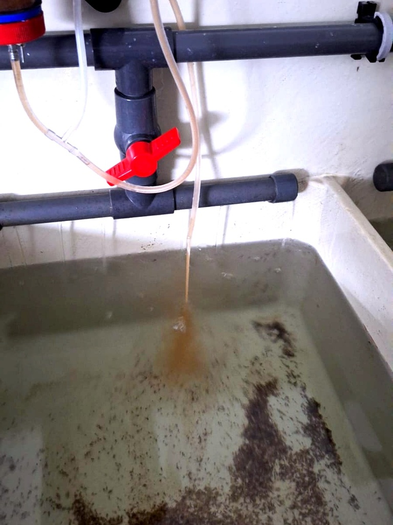 Fuetterung laeuft: Nauplii stroemen ins Larvenbecken