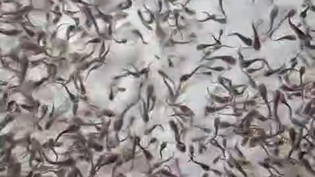 Larven: eigene Brütlinge