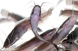 Welszucht Masterclass - der komplette Kurs zur Welszucht