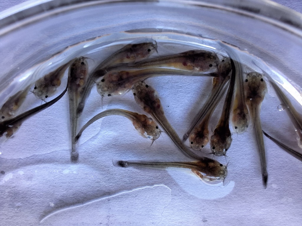 Catfish Breeding Masterclass - the Complete Course on Catfish Breeding